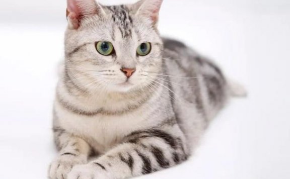 宠物市场副业项目玩法,倒腾新奇宠物年入10W,思路无偿分享给你!