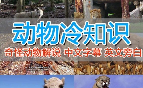 国外纪录片解说（动物解说、美食、动画片）稳过中视频